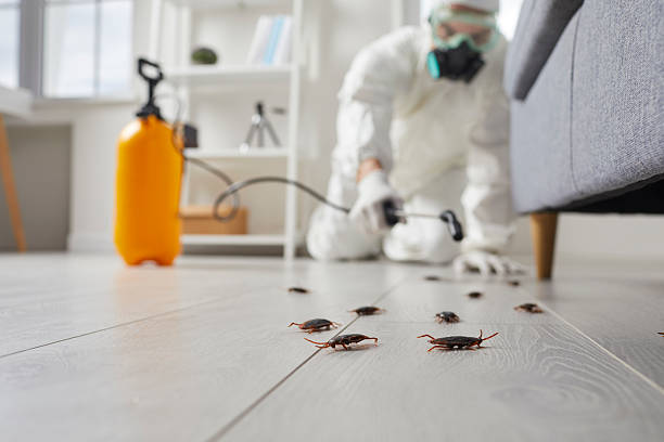 Trusted Termite Control service in Highland Beach, FL - Nex Pest Control